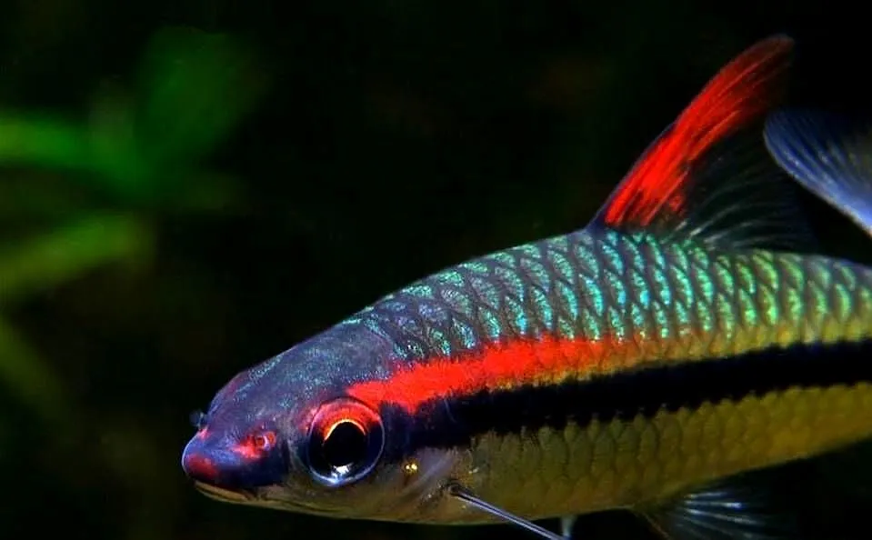 Brzanka Denisona - Sahyadria denisonii - SZYBKA WYSYŁKA, Pomorskie, Gdańsk