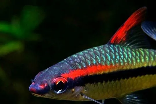 Brzanka Denisona - Sahyadria denisonii - SZYBKA WYSYŁKA