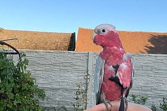 Kakadu rózowe oswojone idealny na pupila, Opolskie, Strzeleczki