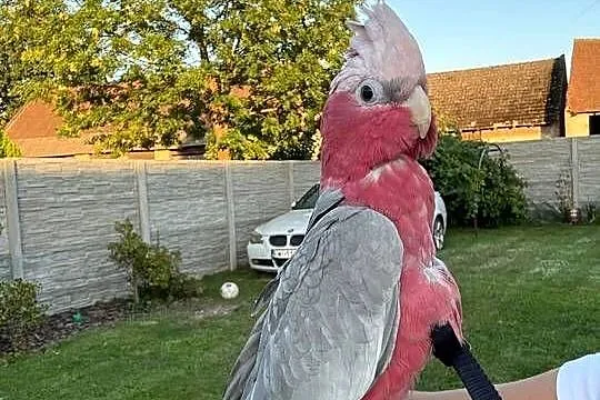 Kakadu rózowe oswojone idealny na pupila, Opolskie, Strzeleczki