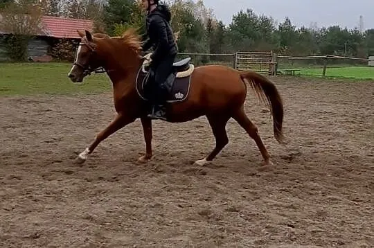 Szukam konia, , 