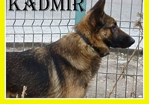 KADMIR pies stróżujacy w typie owczarka, spokojny,