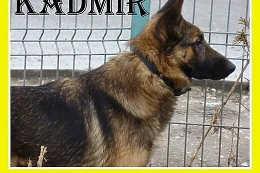 KADMIR pies stróżujacy w typie owczarka, spokojny,