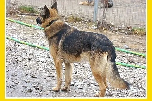 KADMIR pies stróżujacy w typie owczarka, spokojny,