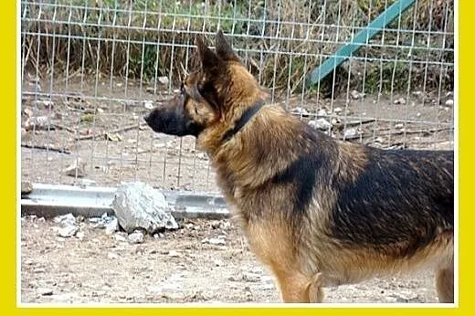 KADMIR pies stróżujacy w typie owczarka, spokojny,