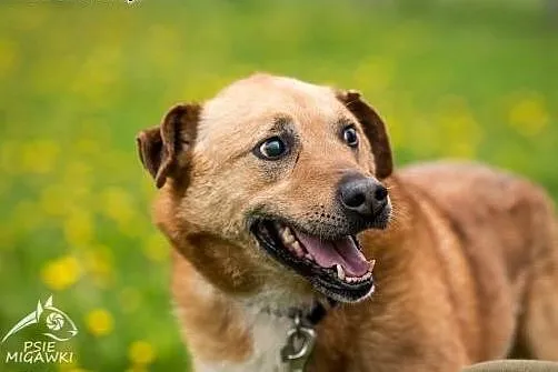 MARIO - radosny super pies - może właśnie dla Cieb