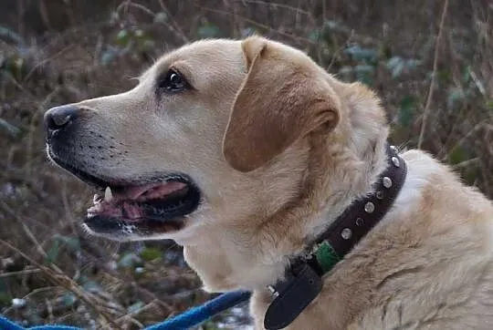 Ciekawski-biszkoptowy labrador do adopcji