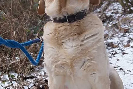 Ciekawski-biszkoptowy labrador do adopcji
