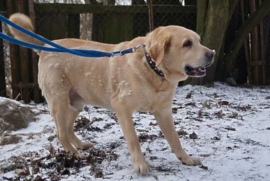 Ciekawski-biszkoptowy labrador do adopcji