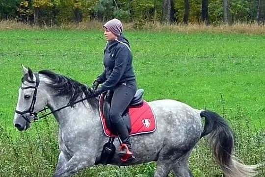 Duży piękny wałach andaluzyjski, , 