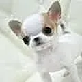 Piesek Chihuahua-standard- ładniutki i zdrowiutki