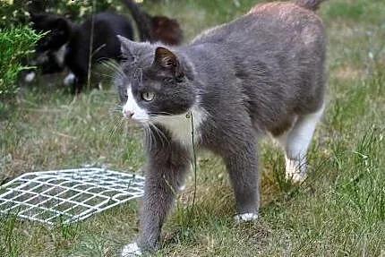 Mix kota syberyjskiego i rosyjskiego. Cztery kocię