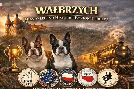 Boston Terrier