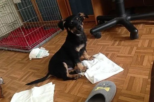 3 miesięczny maluch wyrzucony w lesie szuka domu,  łódzkie Łódź