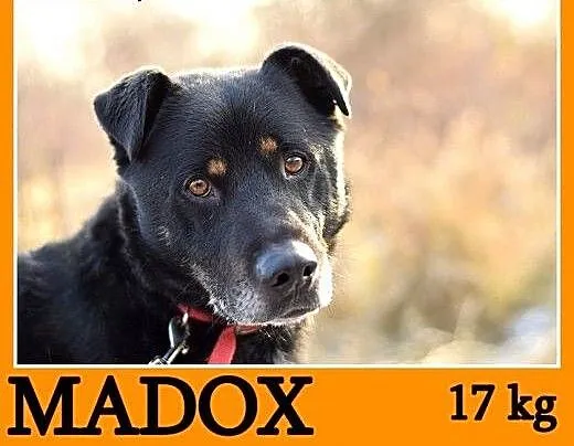 17 kg, pogodny,przyjacielski,kontaktowy piesek MAD