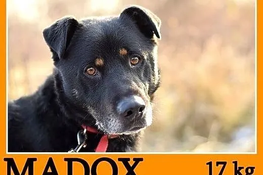 17 kg, pogodny,przyjacielski,kontaktowy piesek MAD