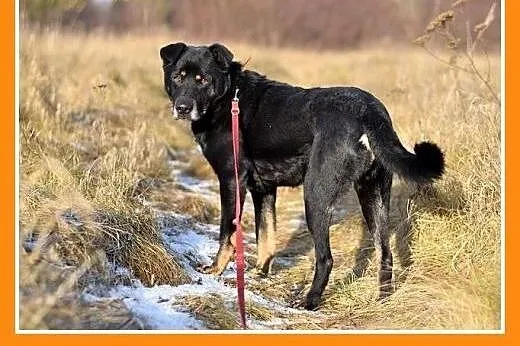 17 kg, pogodny,przyjacielski,kontaktowy piesek MAD
