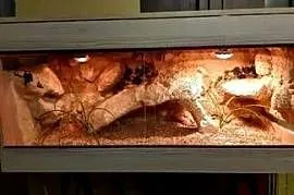 Okazja terrarium dla agamy gekona żółwia węża kameleona legwana boa pająka