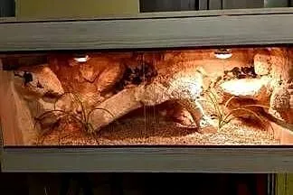 Okazja terrarium dla agamy gekona żółwia węża kameleona legwana boa pająka