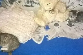 Tymonek i Wiktorek do adopcji,  łódzkie Łódź
