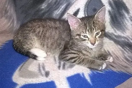 Tymonek i Wiktorek do adopcji,  łódzkie Łódź