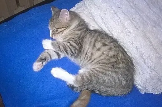 Tymonek i Wiktorek do adopcji,  łódzkie Łódź