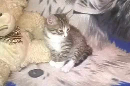 Tymonek i Wiktorek do adopcji,  łódzkie Łódź