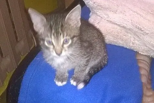 Tymonek i Wiktorek do adopcji,  łódzkie Łódź