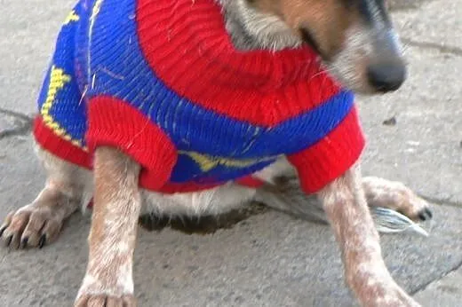 ZIA - KOCHANA - ADOPCJA,  małopolskie Kraków