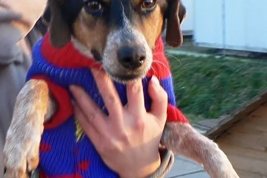 ZIA - KOCHANA - ADOPCJA,  małopolskie Kraków