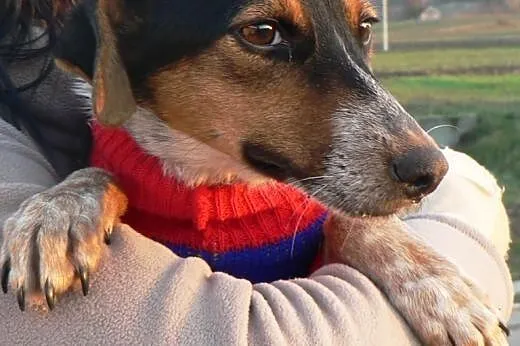 ZIA - KOCHANA - ADOPCJA,  małopolskie Kraków