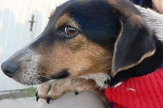 ZIA - KOCHANA - ADOPCJA,  małopolskie Kraków