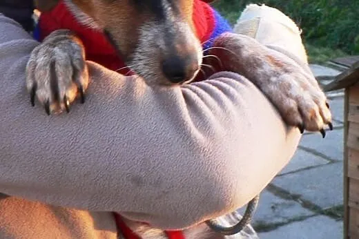 ZIA - KOCHANA - ADOPCJA,  małopolskie Kraków