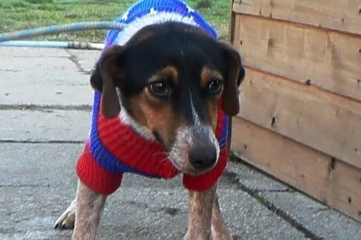 ZIA - KOCHANA - ADOPCJA,  małopolskie Kraków