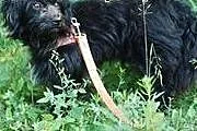 Pikuś do adopcji- malutki delikatny piesek,  łódzk