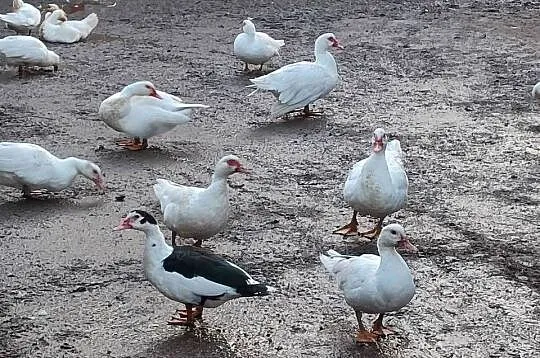 Sprzedam kaczki francuskie, Opolskie, Łowkowice