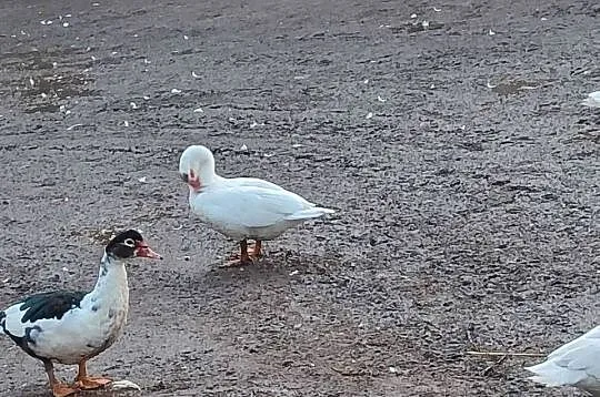 Sprzedam kaczki francuskie, Opolskie, Łowkowice