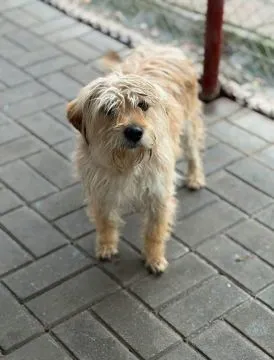 Ozi - nieduży, wesoły przyjazny psiak!  ODDANY PO PONAD TYGODNIU OD ADOPCJI… Powód? Zdarza mu się za, , Warszawa
