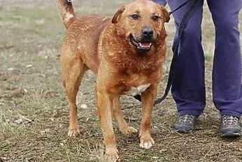 Berni to 6 letni pies ktory szuka domu .,  łódzkie Skierniewice