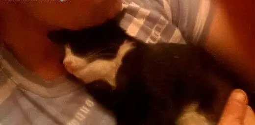 Malutka koteczka Majeczka do adopcji, dolnośląski