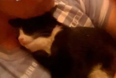 Malutka koteczka Majeczka do adopcji,  dolnośląski