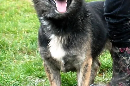 Smieszek - Smutas -przyjaciel - Adocpja,  małopols