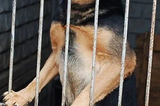Masza potrzebuje opiekuna z doświadczeniem,  mazow