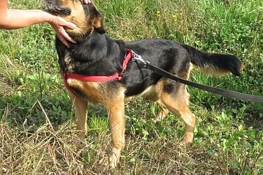 Masza potrzebuje opiekuna z doświadczeniem,  mazow