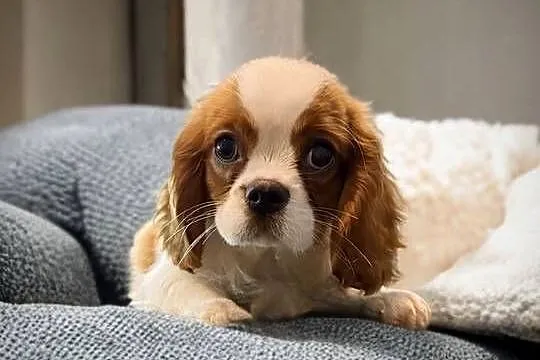Piesek Cavalier King Charles Spaniel BLENHEIM