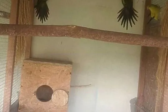 Papugi górskie, Świętokrzyskie, Pasturka