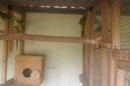 Papugi górskie, Świętokrzyskie, Pasturka