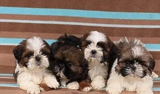 Shih tzu szczenięta