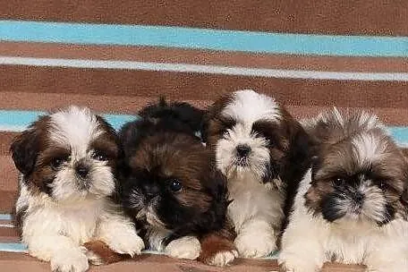 Shih tzu szczenięta