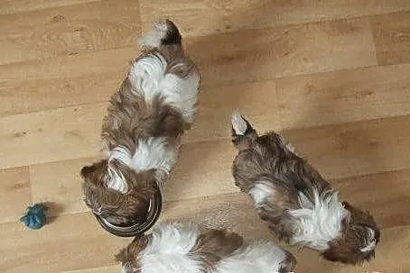 Shih tzu szczenięta